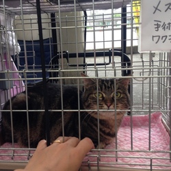 南越谷アニマルサポート援助良 猫譲渡会