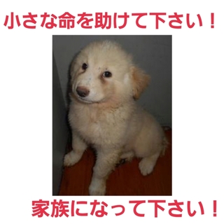小さな命を救って下さい!仔犬くんを助けて!!