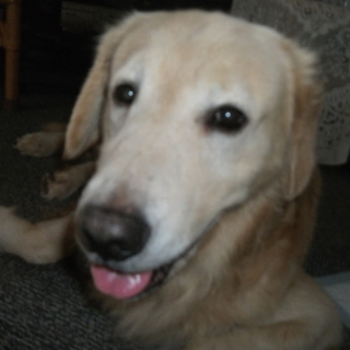 推定４歳　ゴルです。