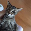キジトラ子猫