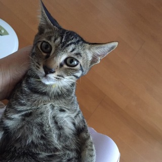 キジトラ子猫