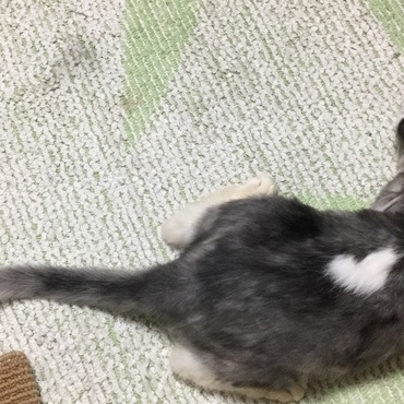 保護して1ヶ月半。ふっくら。