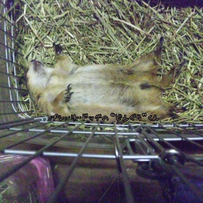 イントルーダークラッシックのカバー写真