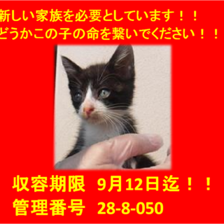 里親決定しました♪ありがとうございます(^-^)