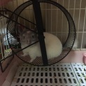 チンチラの男の子です！