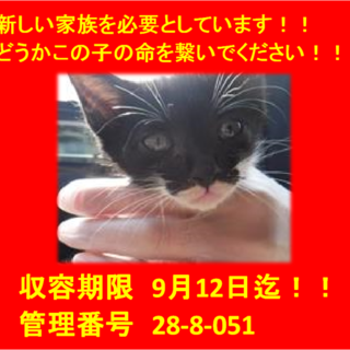 里親決定しました♪ありがとうございます(^-^)