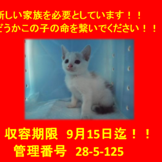 二匹兄弟でお迎えいただきました(*^▽^*)