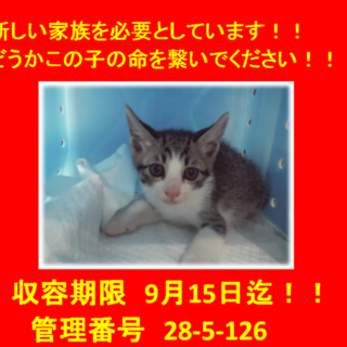 里親決定しました♪ありがとうございます(^-^)