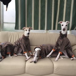 ウィペットと２４時間まったり