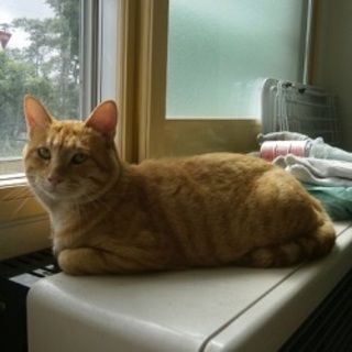 存在感たっぷり茶トラくん