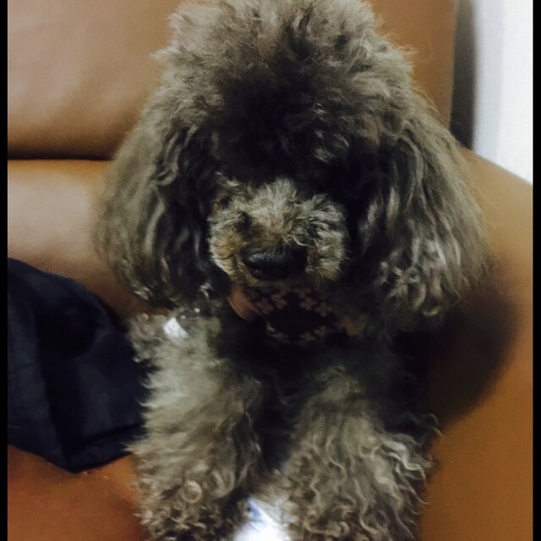 トイプードル ブラウン メス 愛媛県 犬の里親募集 ペットのおうち 月間利用者150万人