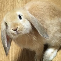 みつば