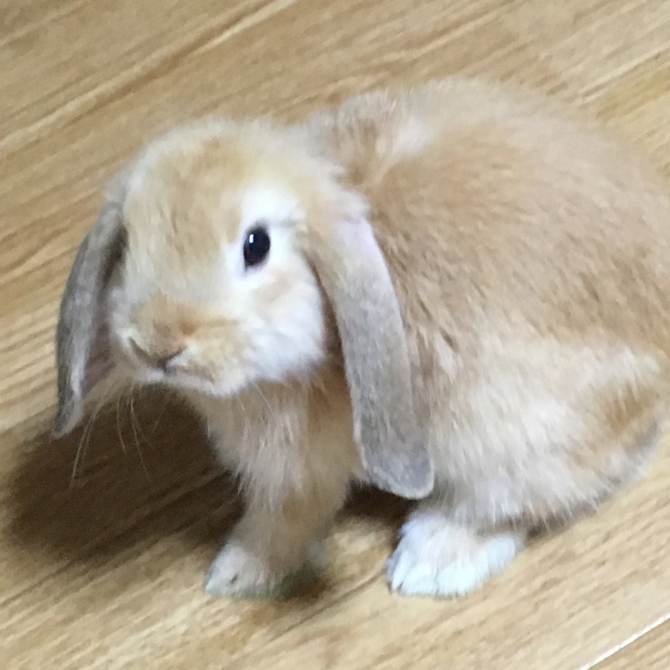みつばのカバー写真