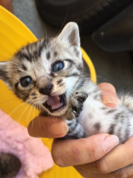 アメリカンショートヘア雑 茨城県 猫の里親募集 ペットのおうち 月間利用者150万人