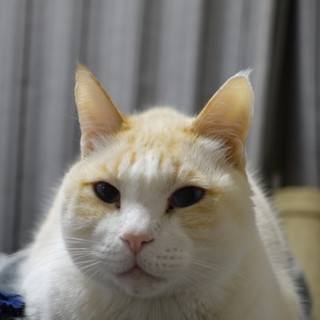 とても大人しい老猫　はんぺん　♂　です