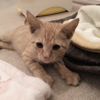 かわいい子猫♡