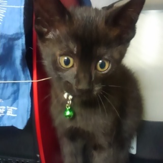 大吉ちゃん(仮)