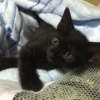7月13日生まれの元気な黒ネコです！