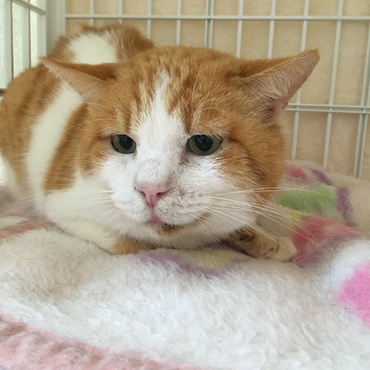 地域猫の通称じぃさん  いよいよ弱ってきたから保護して家猫に♡