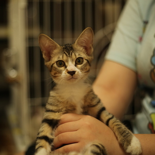 シエちゃん♀：可愛いキジトラの女の子