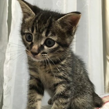 今は素敵な里親さんの元で暮らしているよ^_−☆