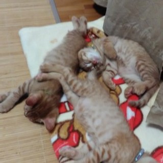 茶トラ♂2匹※現在一時的に受け付けストップ中です※