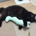 長毛黒ネコ甘えん坊