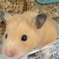 手に乗ってくれるハムちゃん