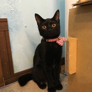 甘えん坊の黒猫エースちゃん！