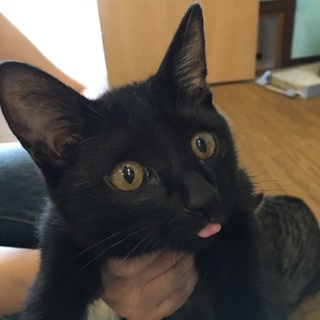 ふみふみ！甘えん坊の黒猫、花里奈ちゃん