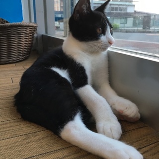 ひっつき虫の甘えん坊！ハチワレあゆむくん！