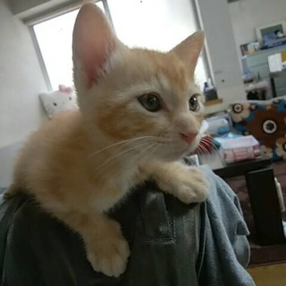 やんちゃで可愛い茶太くん