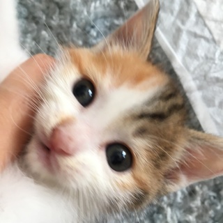三毛の可愛い子猫。美月ちゃん