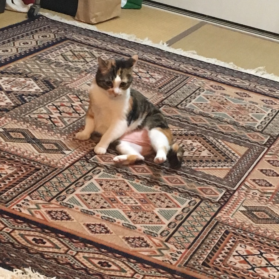 メイのカバー写真