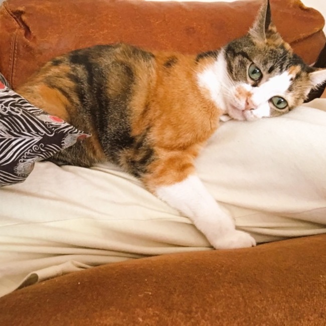ヒョードゥーのカバー写真