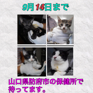 黒猫ハチワレキジ防府市保健所で待ってます。