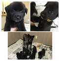 ありがとうございます。保健所から保護の仔犬達