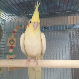 可愛いオカメインコのペアです‼️