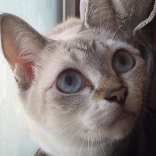 【急募】ブルーの目の女の子