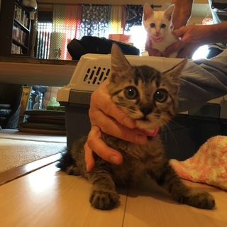 キジ猫♀2ヶ月