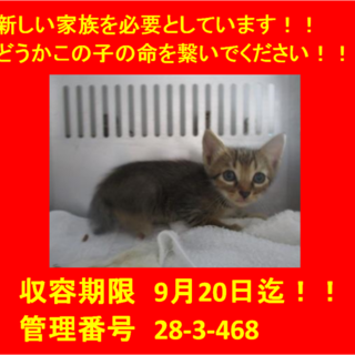 里親決定！！お迎えありがとうございました(^^♪