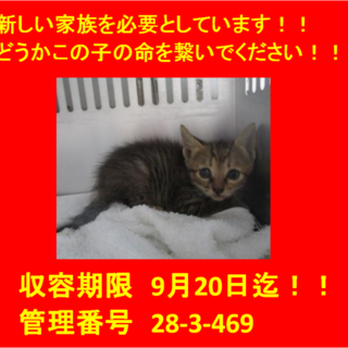 里親決定！！お迎えありがとうございました(^^♪