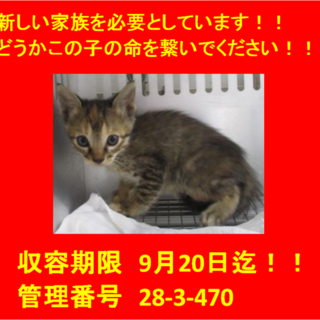 里親決定！！お迎えありがとうございました(^^♪