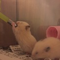 キンクマの赤ちゃん