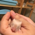 ロングヘアーハムスターの赤ちゃん