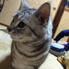 のぶZ