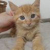 猫の方舟レスキュー隊(保護活動者)