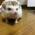 ハリネズミ里親募集