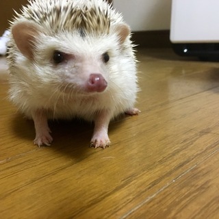 ハリネズミ里親募集