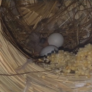 キンカチョウの雛